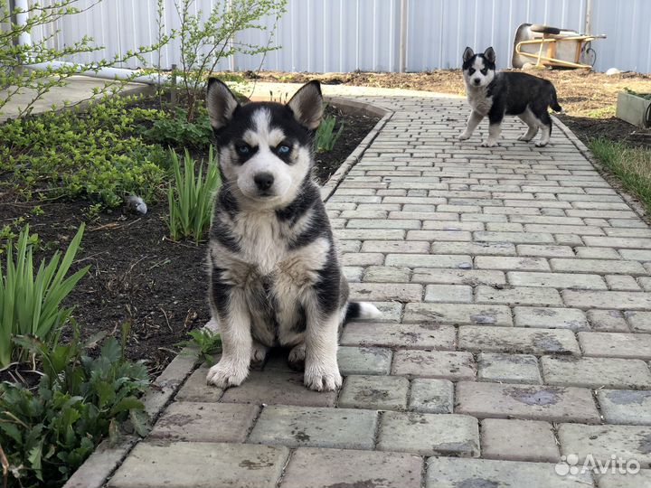 Собаки хаски щенки