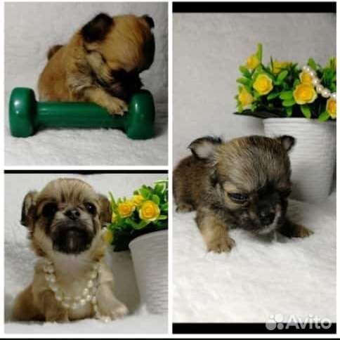 Щенки чихуахуа