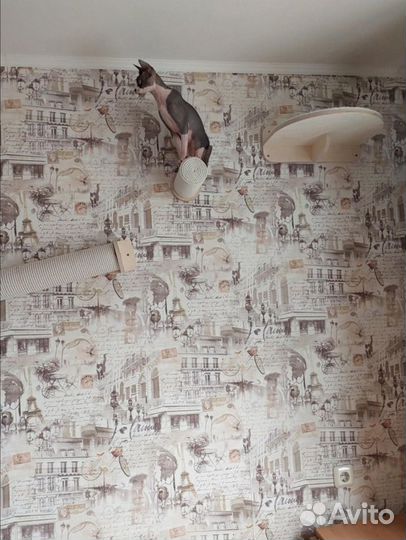 Когтеточка настенная, комплекс для кошки