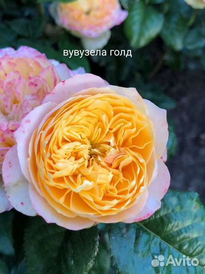 Пионовидные розы саженцы