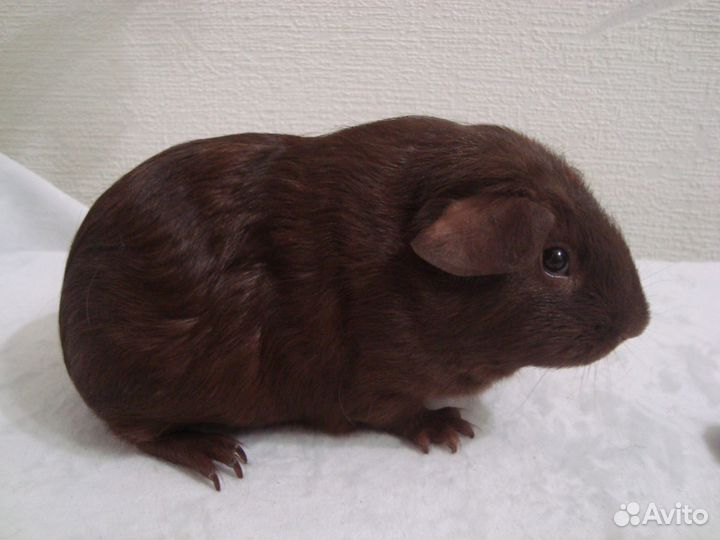 Морские свинки