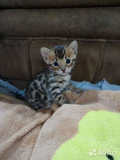 Бенгальские котята