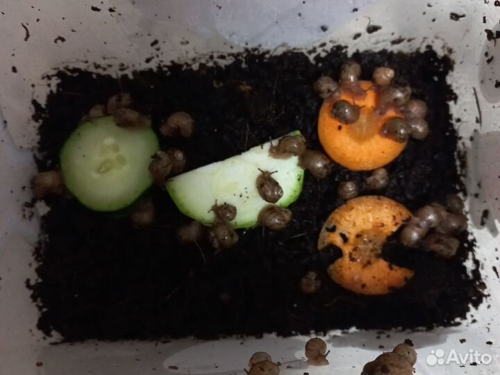 Улитки ахатины