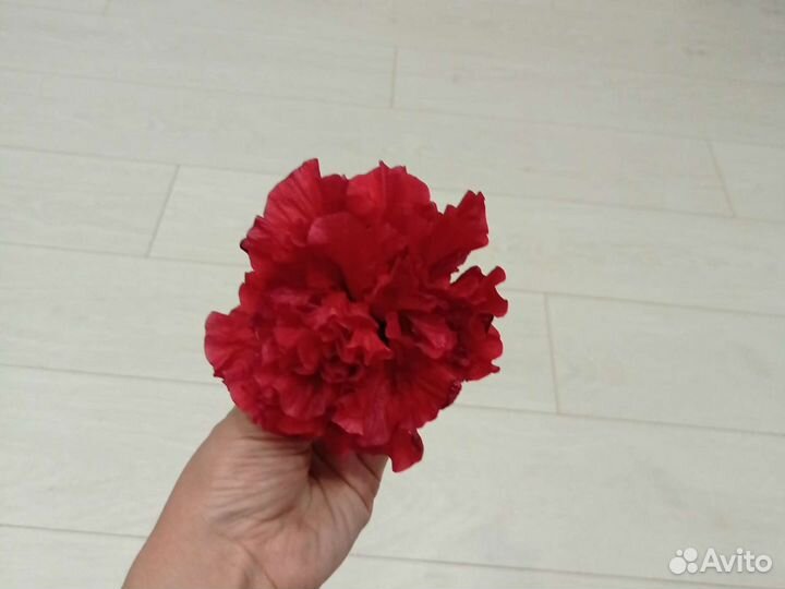 Цветущий гибискус (китайская роза)