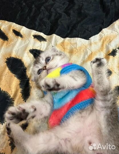 Шиншилла серебро