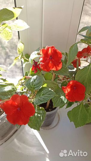 Бальзамин ванька мокрый