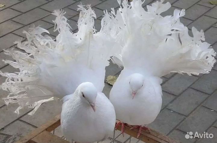 Белые голуби
