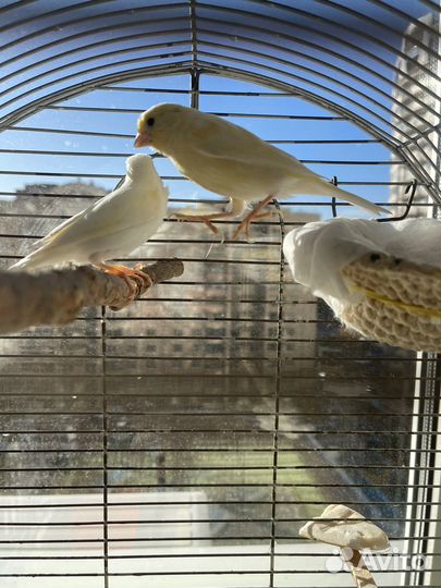 Кенара и канарейка