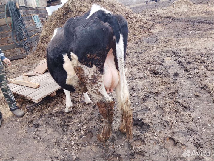 Корова дойная