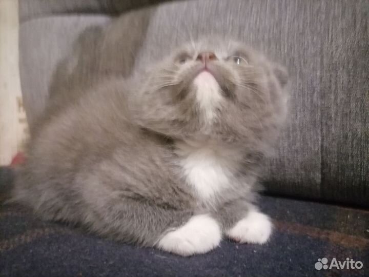 Шотландские котята