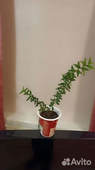 Мирт мелколистный