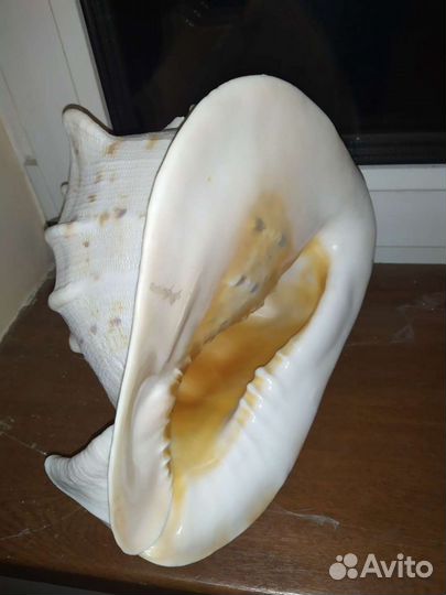 Большая ракушка