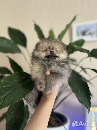 Померанский шпиц