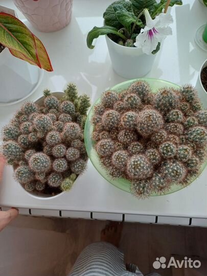 Кактус маммилярия