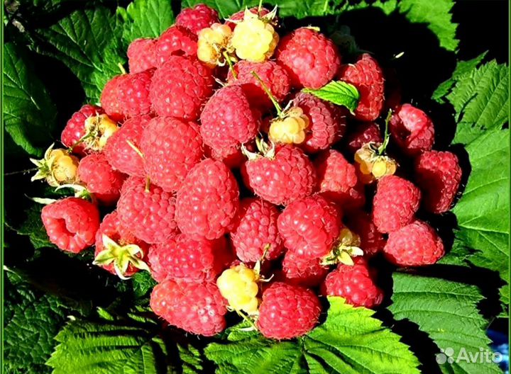 Малино-поляничный гибрид