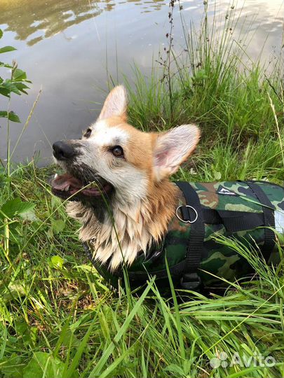 Жилет страховочный для собак Atlantik