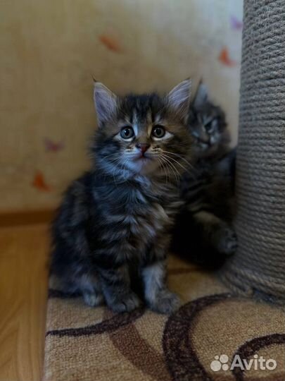 Курильский бобтейл