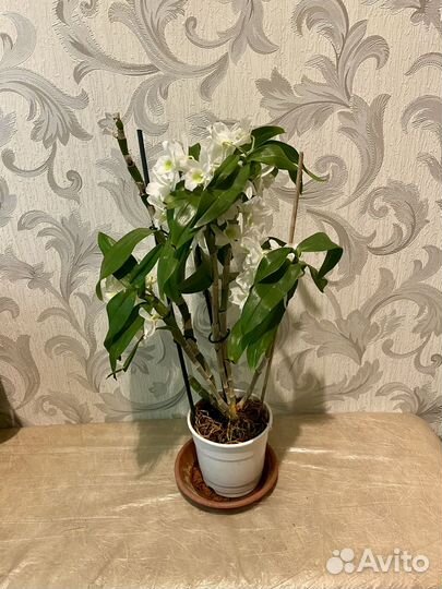 Дендробиум Аполлон