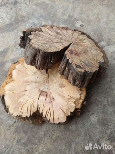 Спил яблони