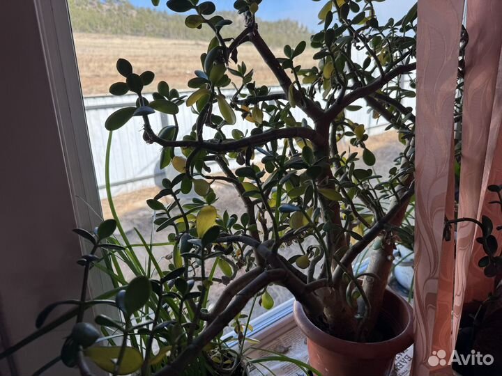 Комнатные цветы