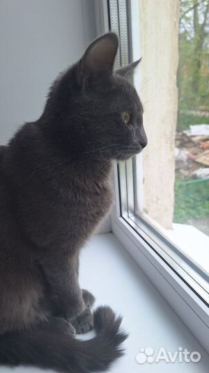 Котик в добрые руки