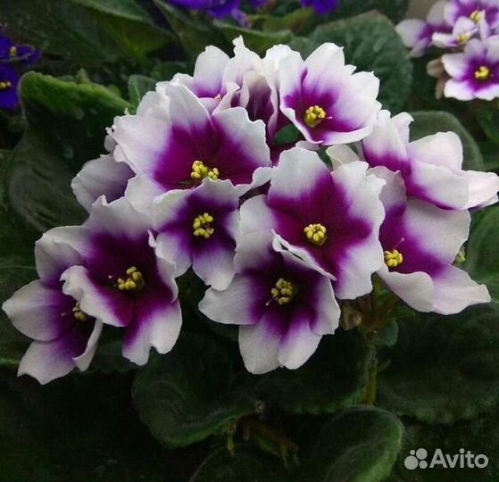 Фиалки сортовые