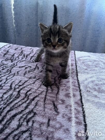 Три кота в добрые руки