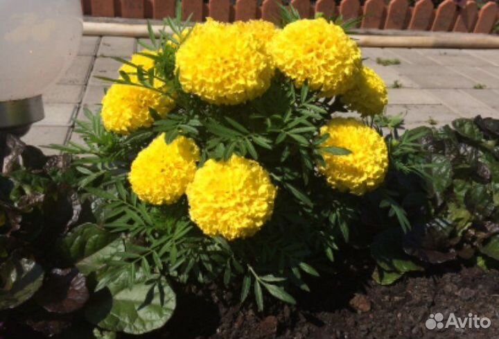 Рассада тайшаны /цветов бархатцы