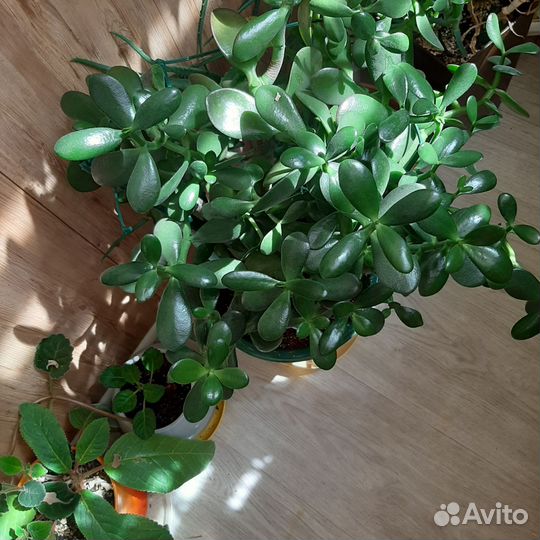 Толстянка(денежное дерево)