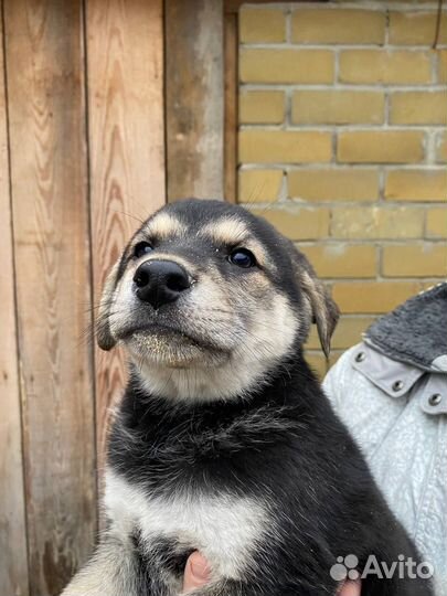 Собака в добрые руки отдаем