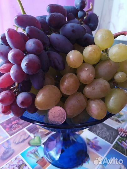 Саженцы Элитных сортов винограда