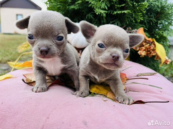 Чихуахуа мини