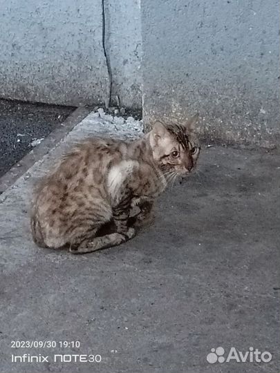 Котик потерял хозяина