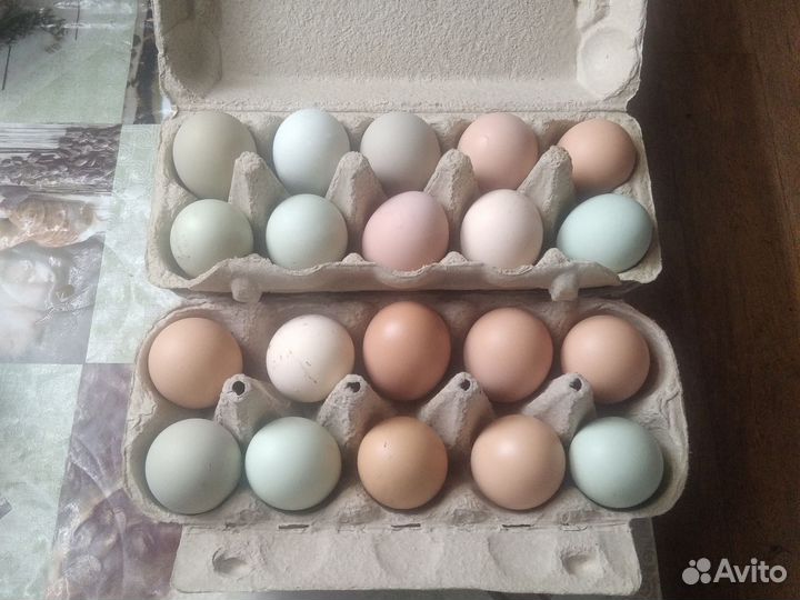 Домашние куриные яйца