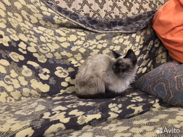 Кошка ищет дом. Давайте ей поможем