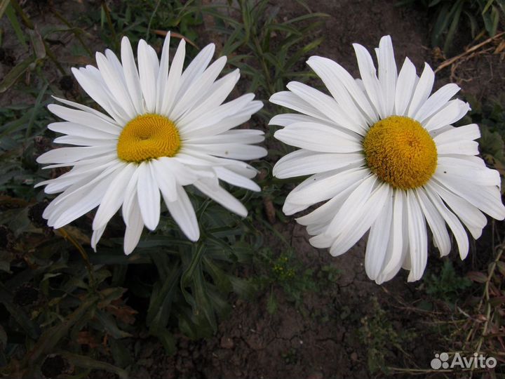 Ромашка крупная садовая