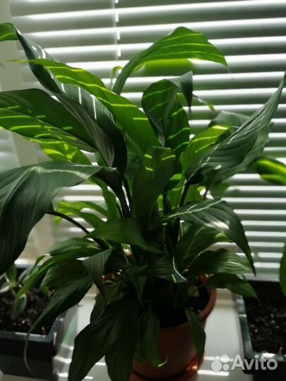 Спатифиллум (Женское счастье)