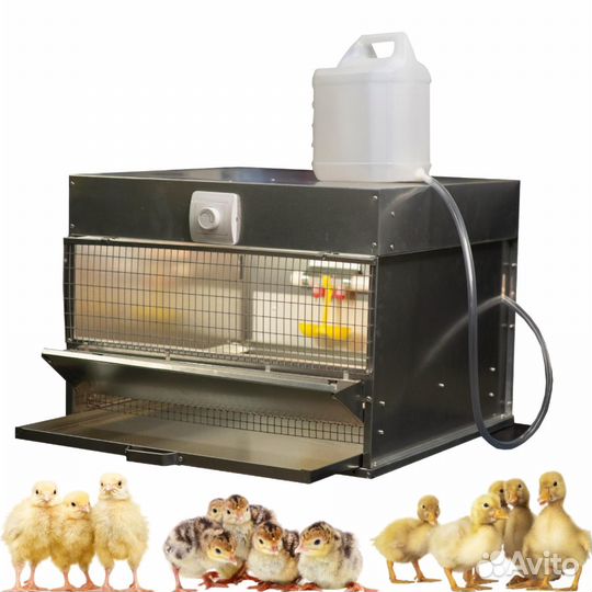 Брудер для цыплят