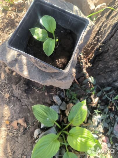 Хоста подорожниковая