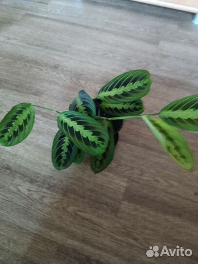 Маранта триколор