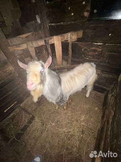 Козел вязка зааненский