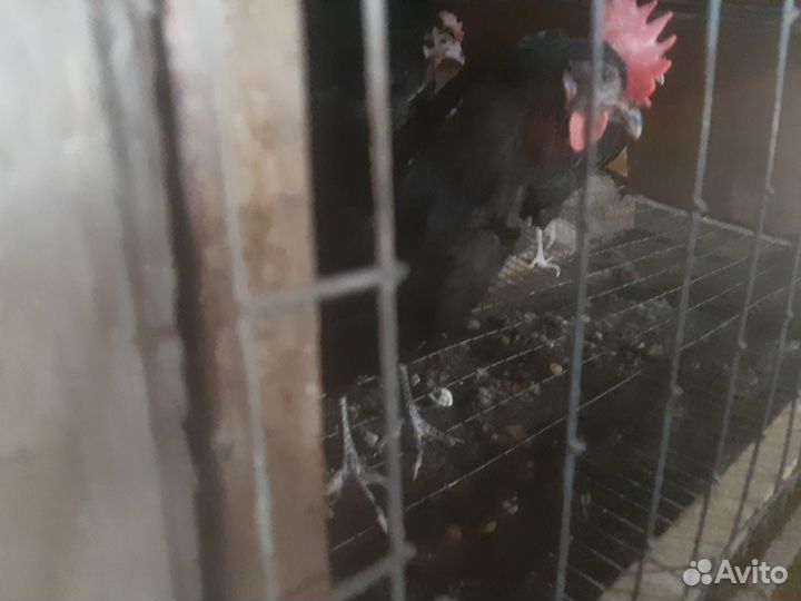 Куры синь синь дянь