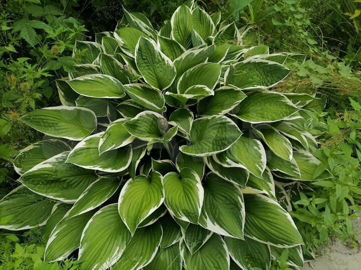 Дача 98,1 м² на участке 8 сот.