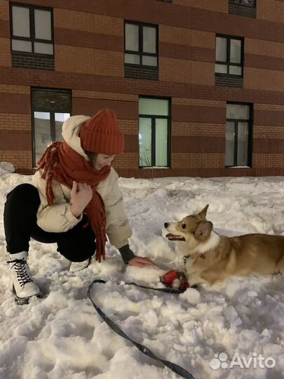 Выгульщик собак