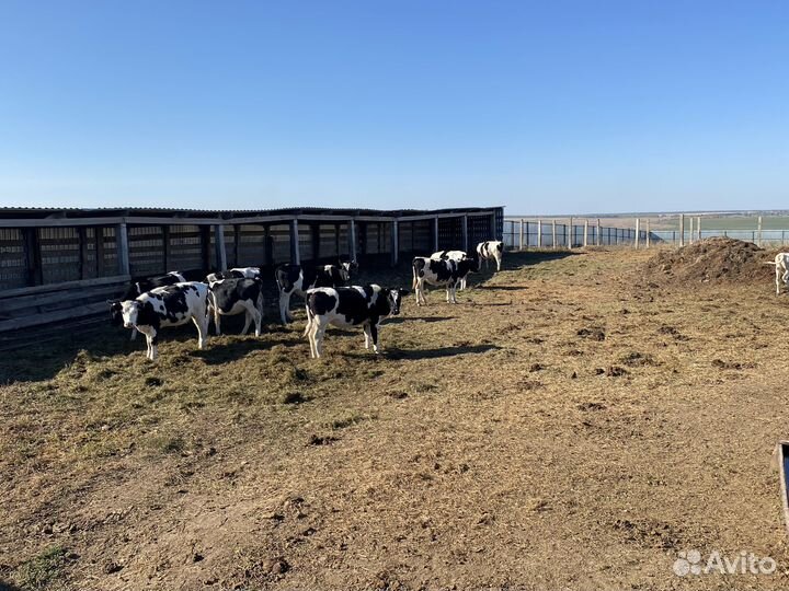Продается готовый бизнес молочно-товарная ферма