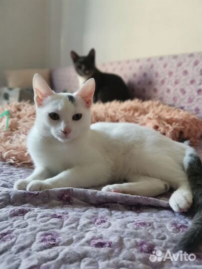 Безумно ласковая белая кошечка Милка
