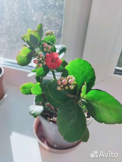 Каланхоэ красный