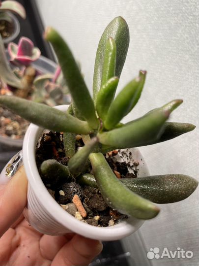 Толстянка Крассула Овата Голлум