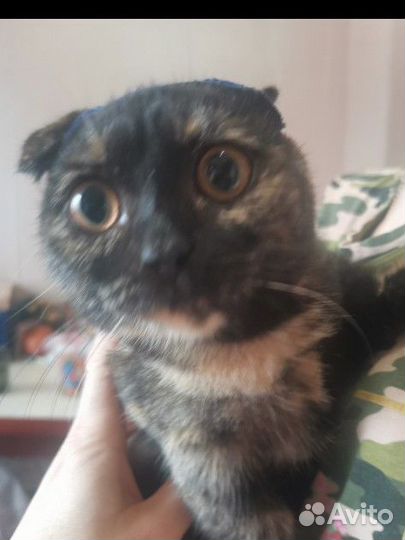 Мачкин девочка