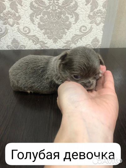 Чихуахуа